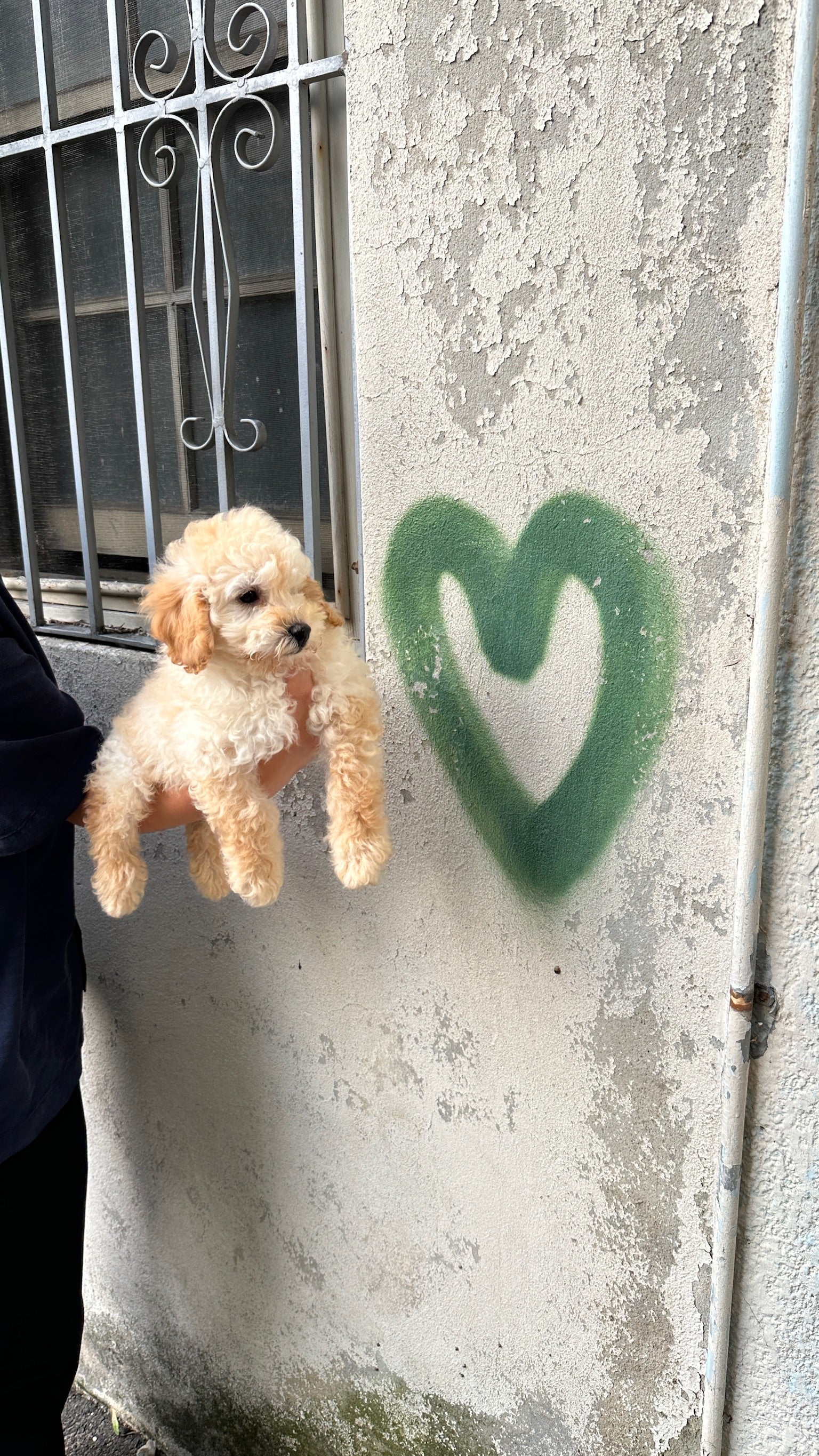 Meet Pepe, our fluffiest shopkeeper