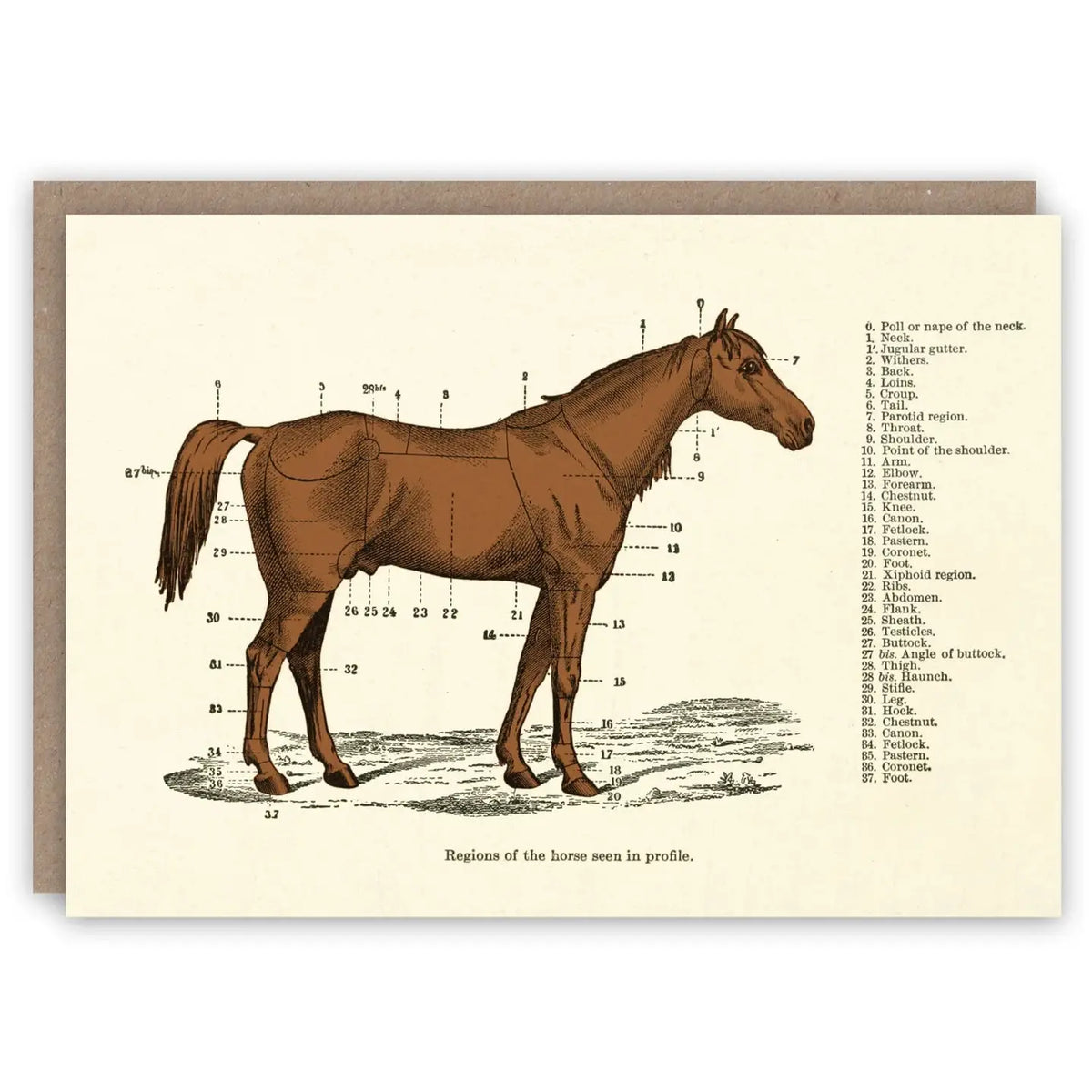 Regions of the Horse Card