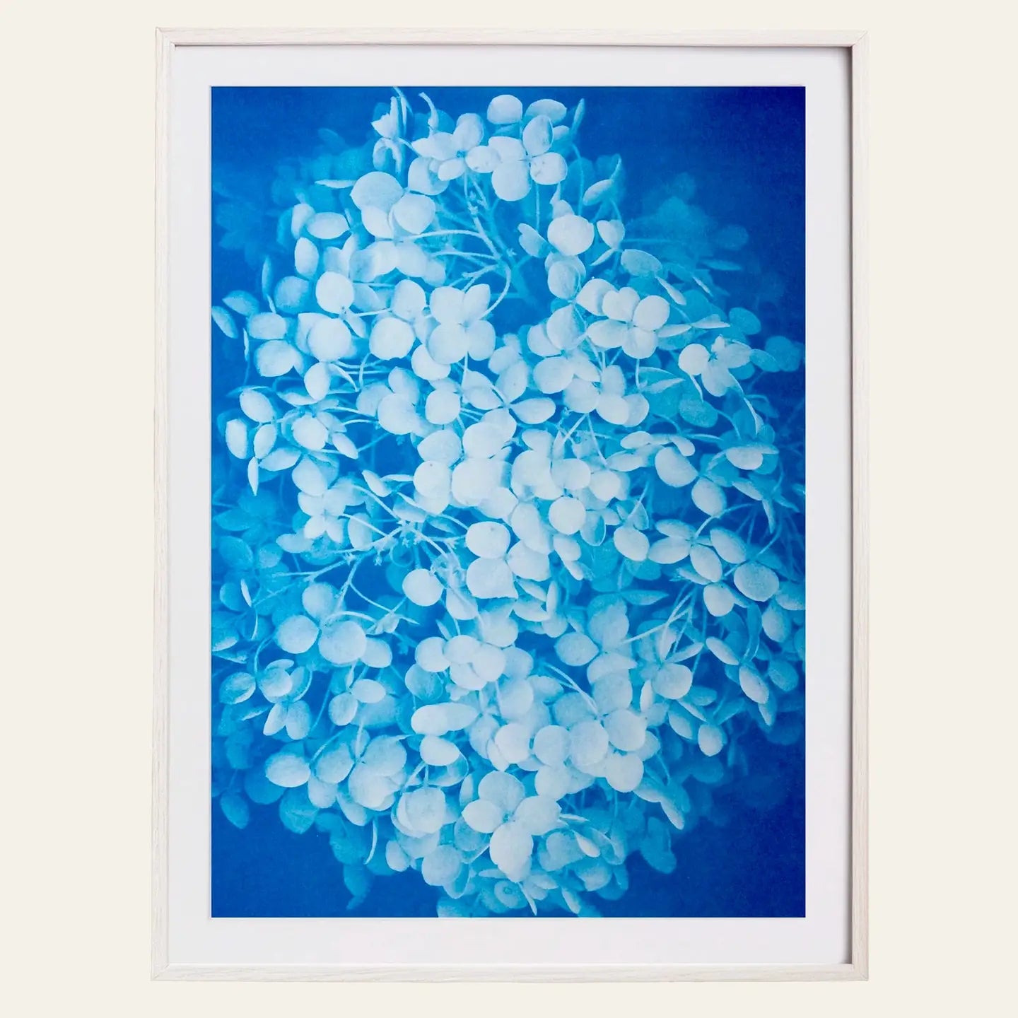 Hydrangea Art Print Poster