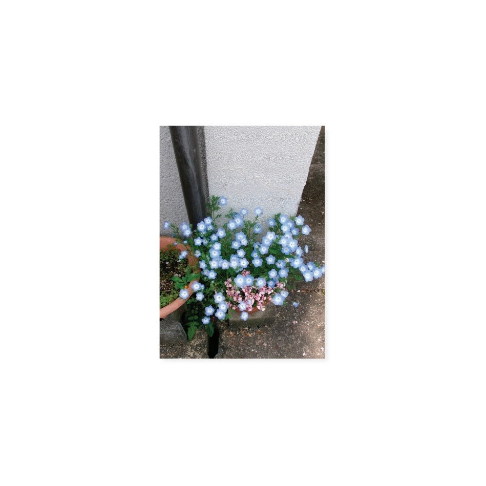BLUE FLOWERS POSTCARD