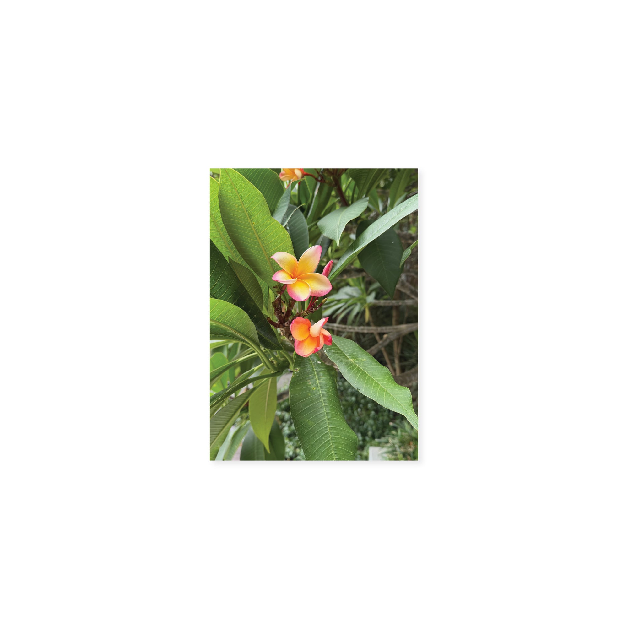 FRANGIPANI POSTCARD