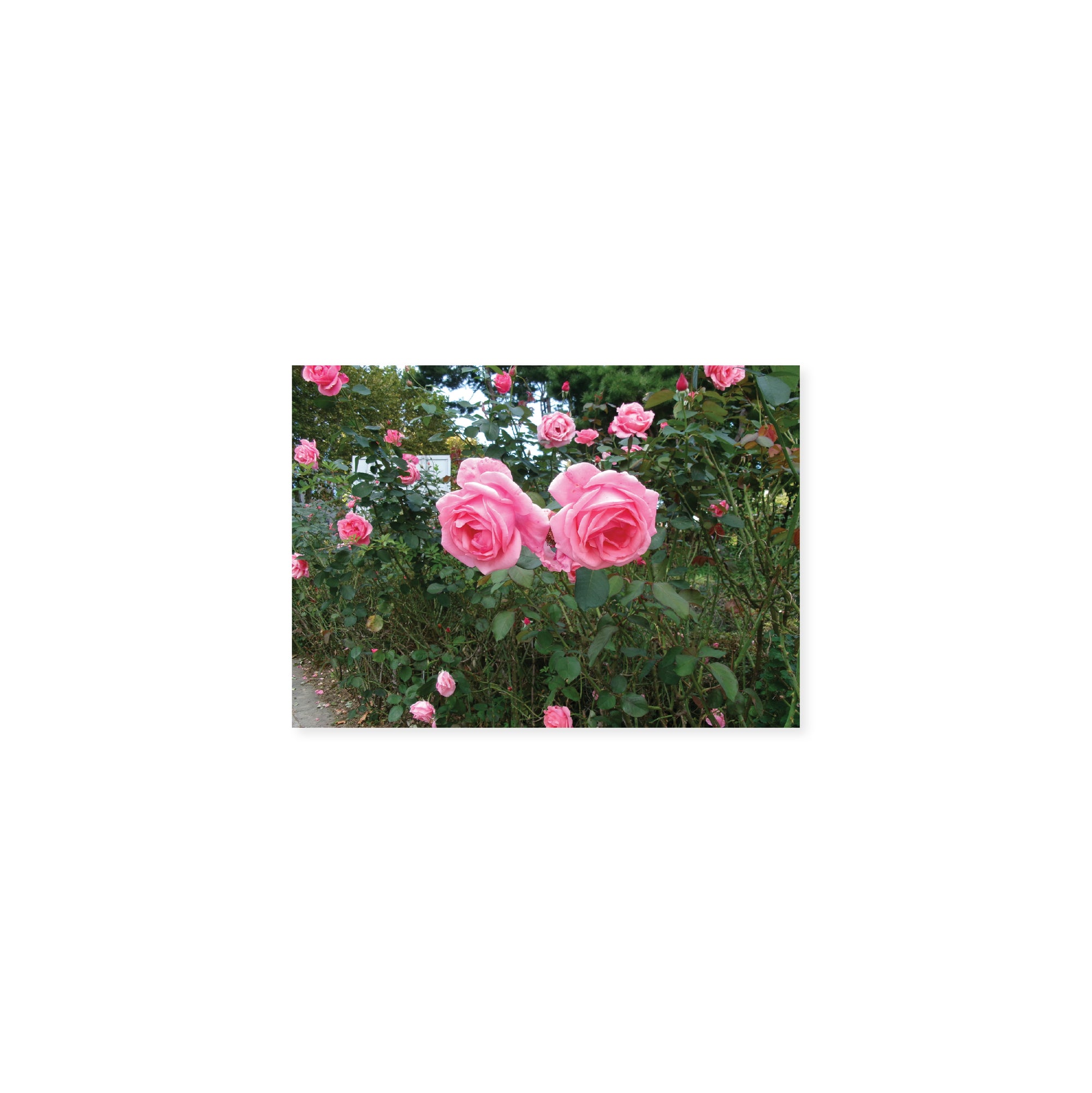 ROSE GARDEN POSTCARD