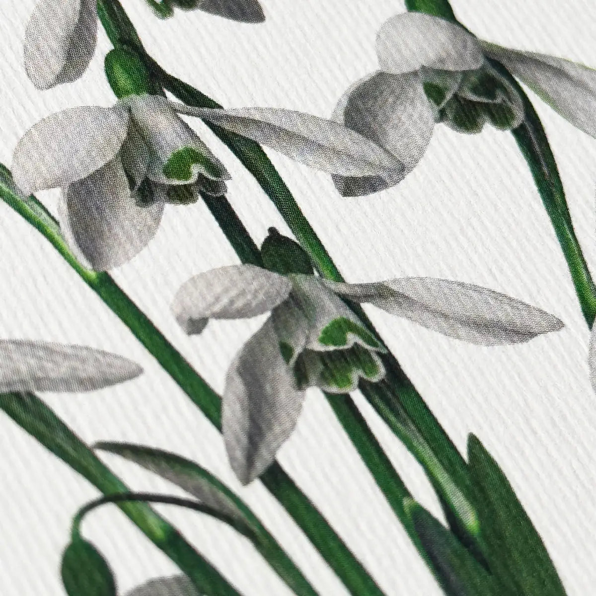 Snowdrops Greeting Card