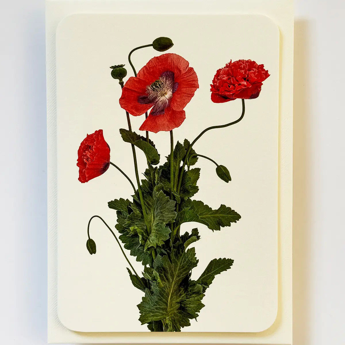 Wild Poppies Greeting Card