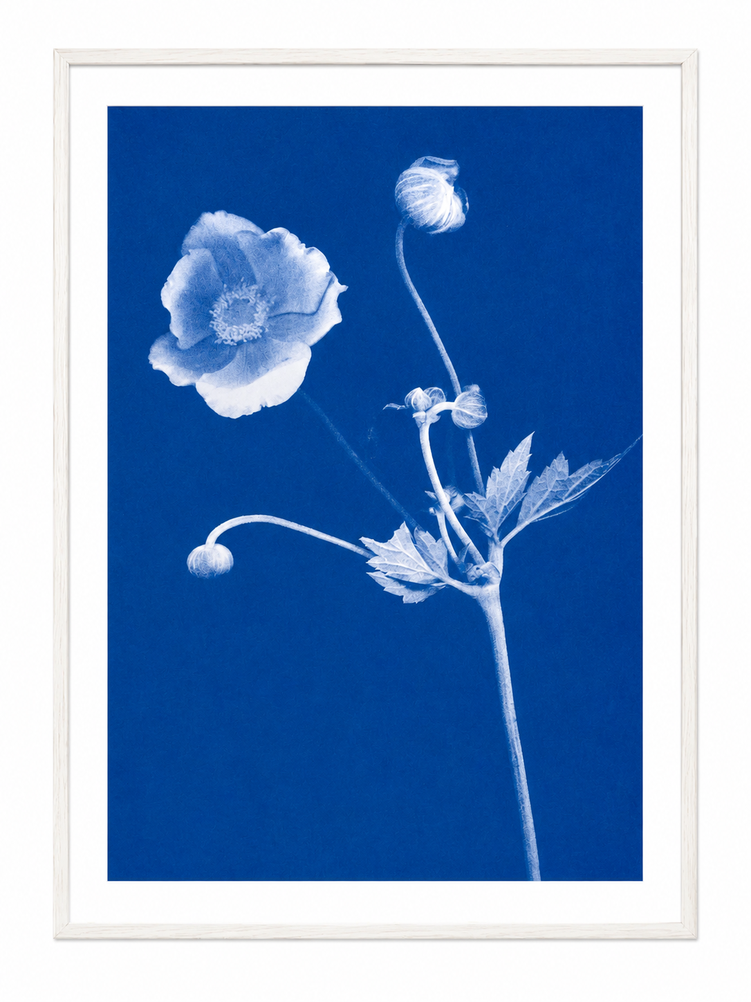 Anemone Art Print Poster